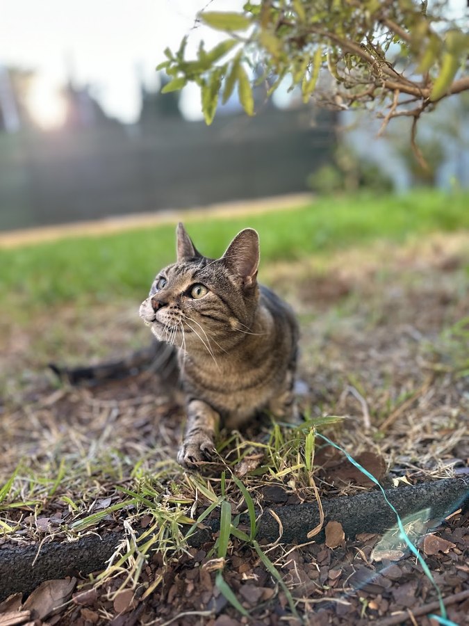 Le chat tigré d'Eva, dans son jardin