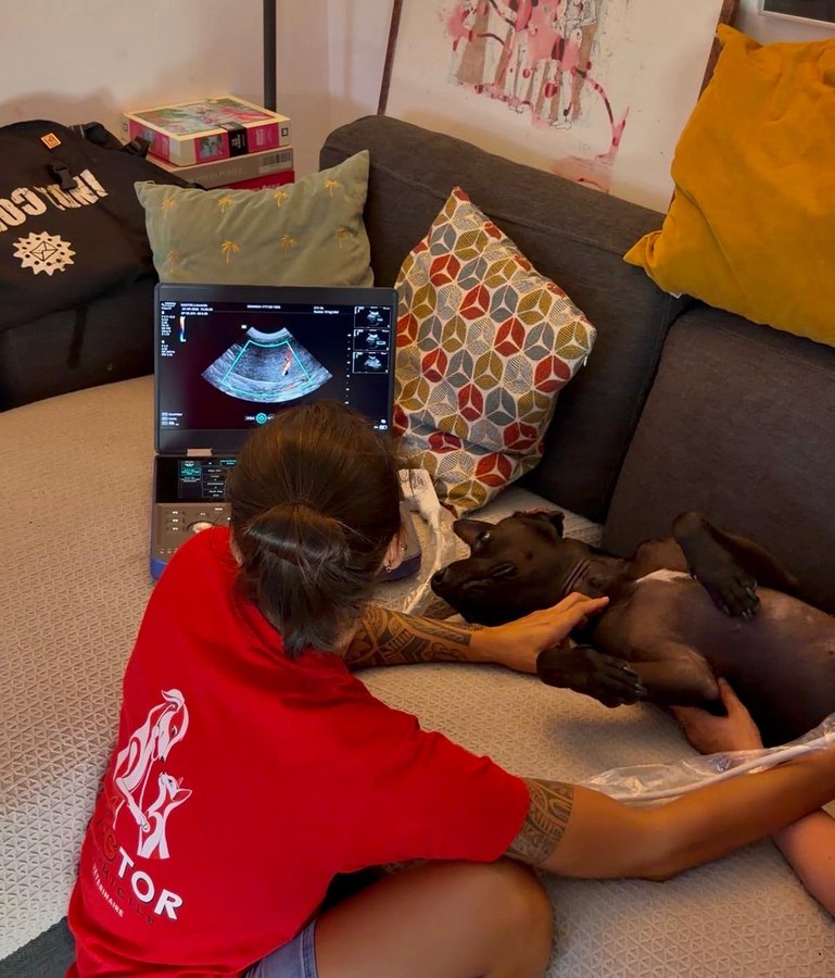 La chienne de Pia, allongée sur le canapé pendant son échographie à domicile