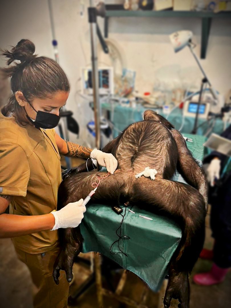 Chloé Nordera réalisant un soin sur un chimpanzé, preuve de son expérience auprès d'espèces variées