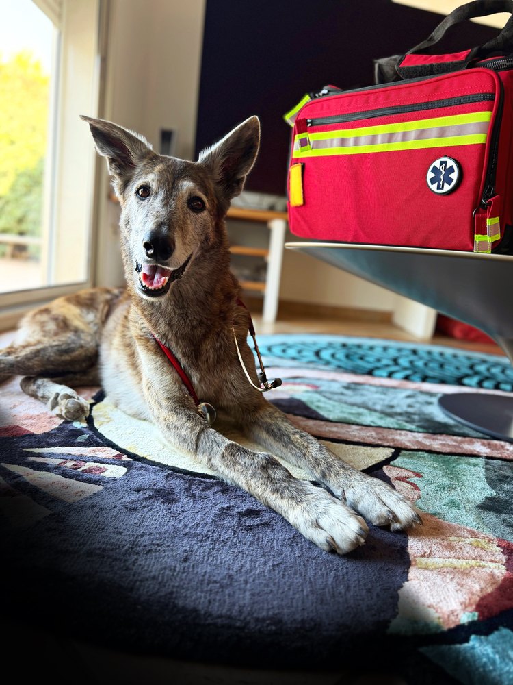 Plum, allongé paisiblement à la maison, à côté du sac de soins DOGTOR