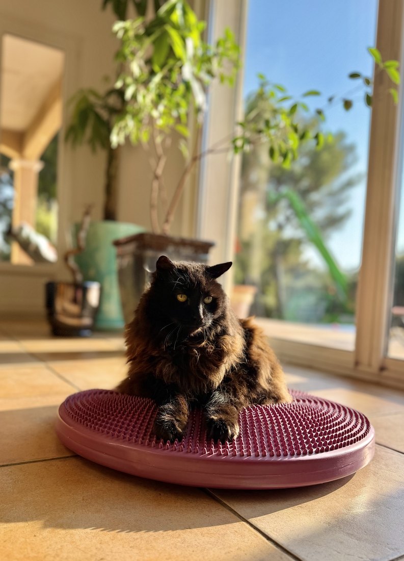 Shanga, un chat, en séance de rééducation sur un coussin d'équilibre à la maison
