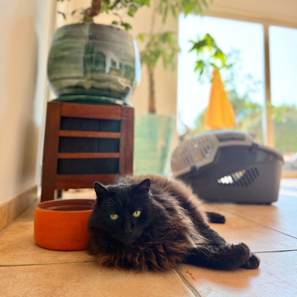 Shanga, un chat détendu à la maison, à côté de sa caisse de transport restée fermée